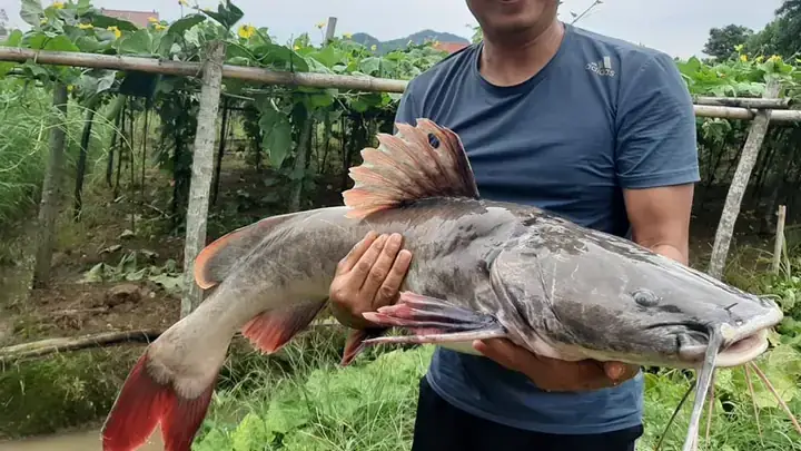 Cá Lăng Nước Mặn