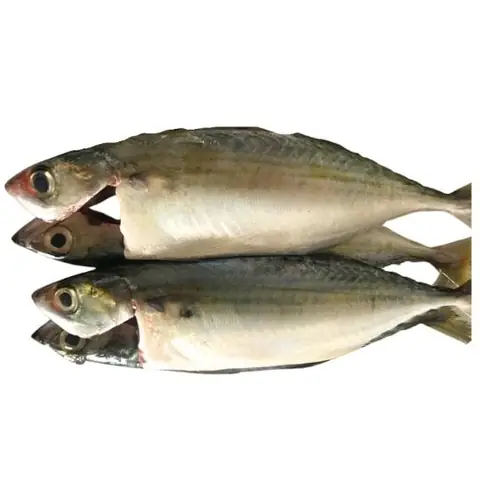 Cá Lăng Tiêu Là Cá Gì