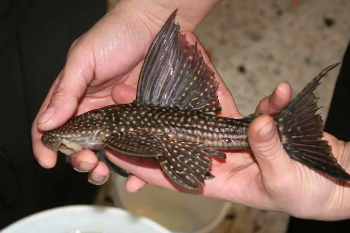Cá Lau Kiếng Có Độc