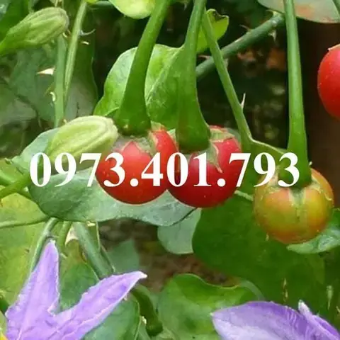 Cá Leo Giống Bán Ở Đâu