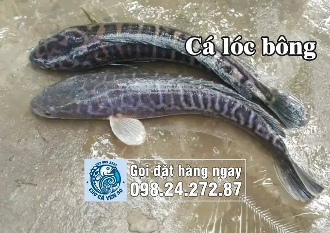 Cá Lóc Bông Và Cá Lóc Thường