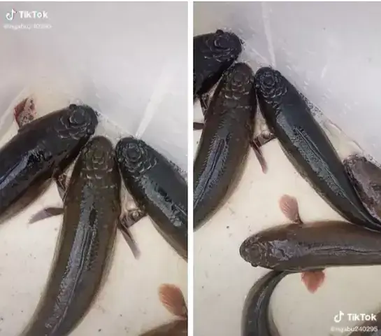 Cá Lóc Có Hoa Sen Trên Đầu