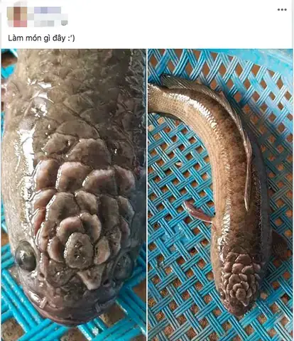 Cá Lóc Có Hoa Trên Đầu