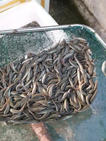 Cá Lóc Giống Mua Ở Đâu
