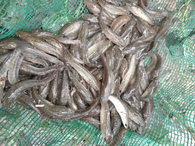 Cá Lóc Giống Quảng Nam