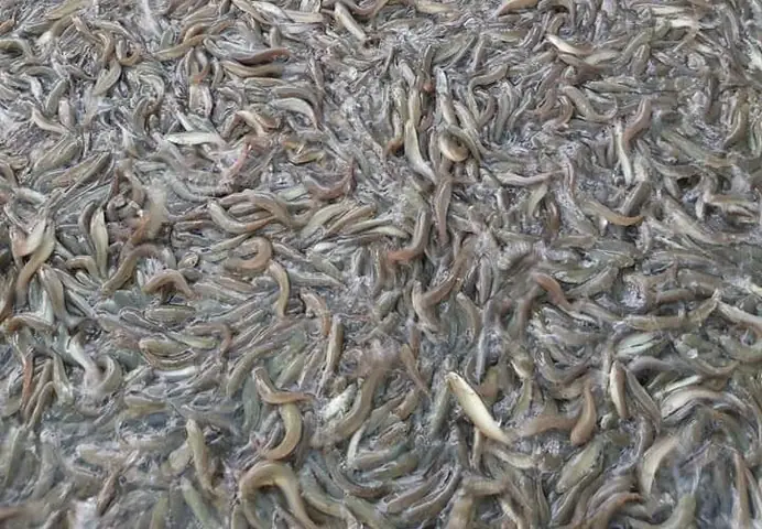 Cá Lóc Giống Thanh Hóa