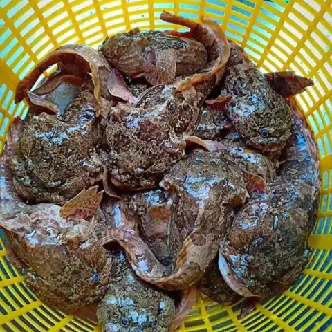 Cá Mang Ếch Ăn Gì