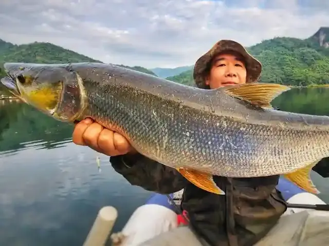 Cá Măng Sống Ở Đâu