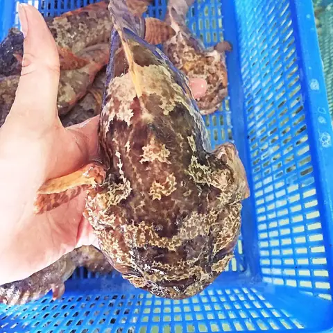 Cá Mao Ếch Sống Ở Đâu