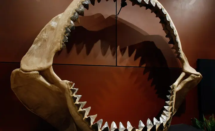 Cá Mập Megalodon Có Thật