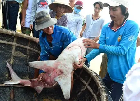 Cá Mập Sọc Trắng