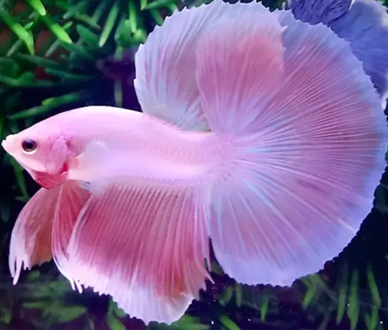 Cá Màu Hồng Nhỏ