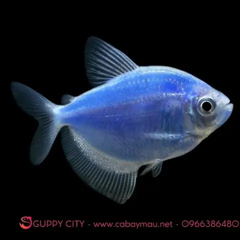 Cá Màu Xanh Nước Biển