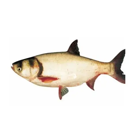 Cá Mè Nước Ngọt