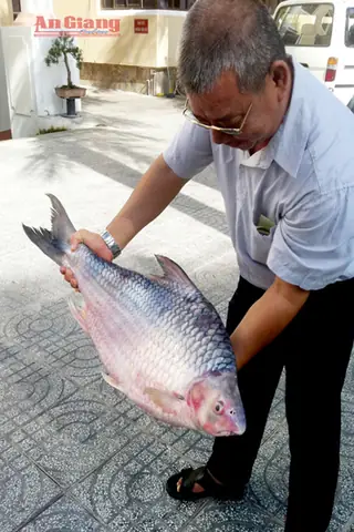 Cá Mè Vinh Khủng
