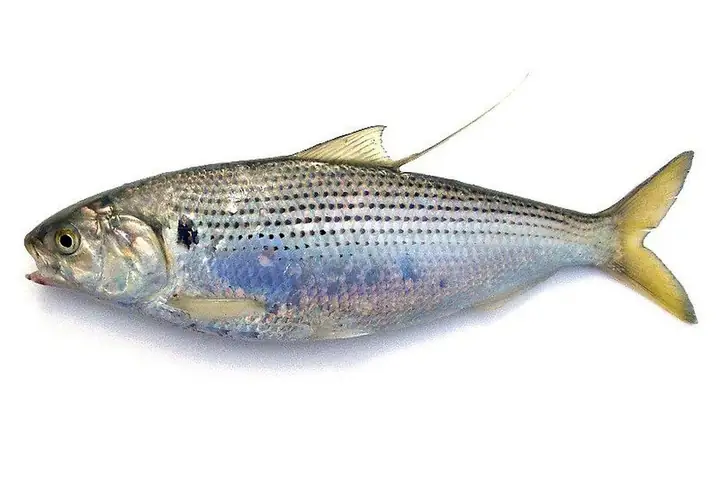Cá Mòi Cờ Chấm