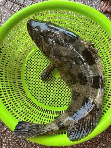 Cá Mú Bông Biển