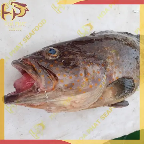 Cá Mú Hoa Vàng