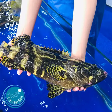Cá Mú Nghệ Giá Bao Nhiêu