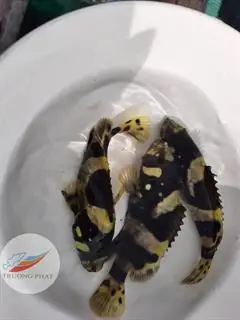 Cá Mú Nghệ Giống