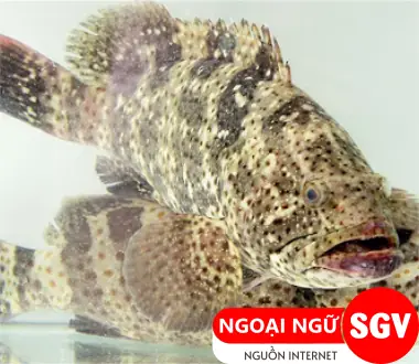 Cá Mú Nhật Bản