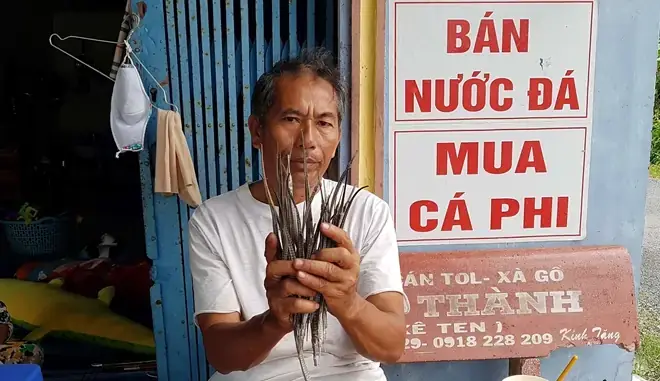 Cá Ngựa Mõm Dài