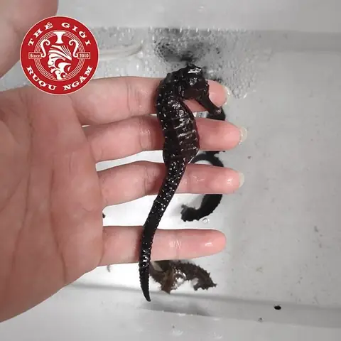 Cá Ngựa Sống Ở Đâu