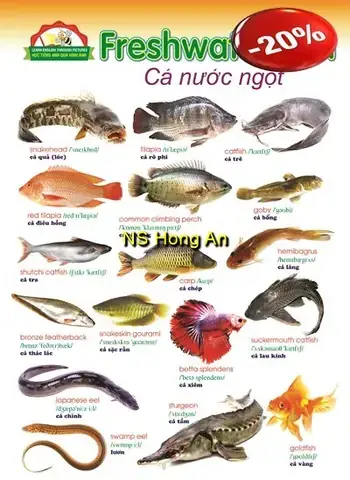 Cá Nước Ngọt Tiếng Anh