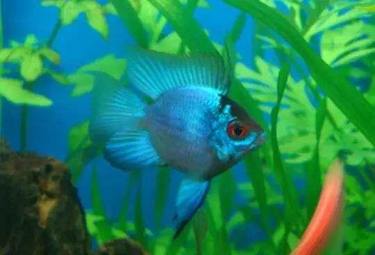 Cá Phượng Hoàng Bị Bệnh