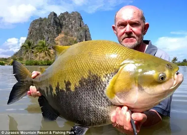 Cá Piranha Khổng Lồ