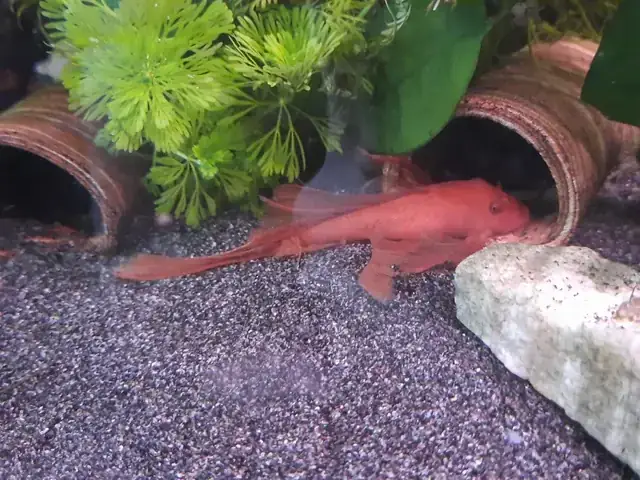 Cá Pleco Giá Rẻ