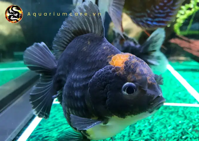 Cá Ranchu Đen Giá Bao Nhiêu
