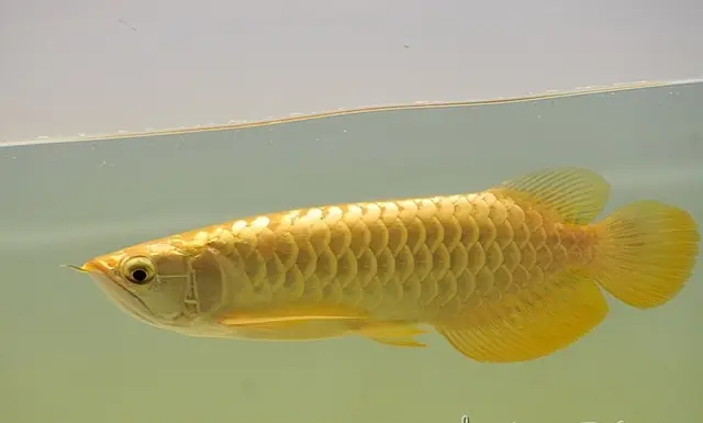 Cá Rồng 24k9999 Là Gì