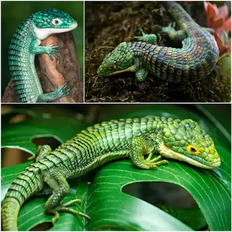 Cá Rồng Ăn Thằn Lằn