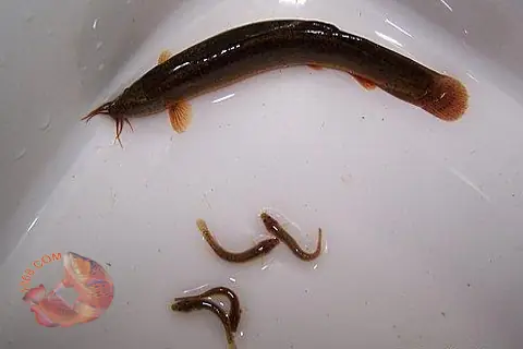 Cá Rồng Ăn Trạch