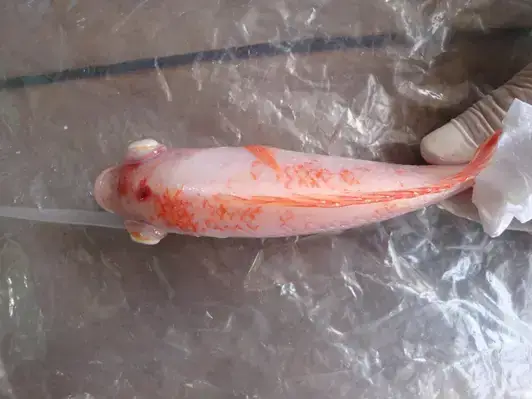 Cá Rồng Bị Lồi Mắt