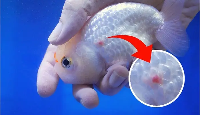 Cá Rồng Bị Xuất Huyết Vảy