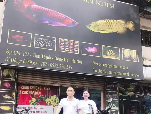 Cá Rồng Bin Nhím Đà Nẵng