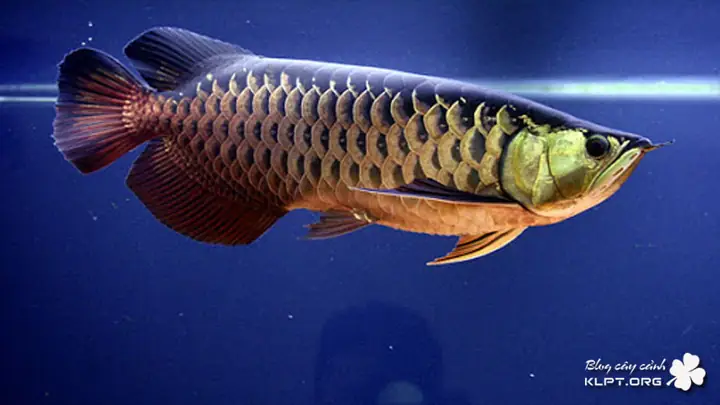 Cá Rồng Blue Base High Back