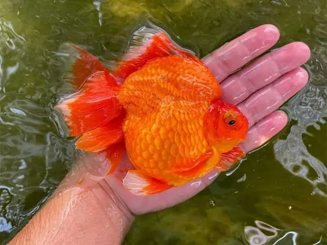 Cá Rồng Chết Báo Hiệu Điều Gì