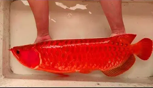 Cá Rồng Chili Red