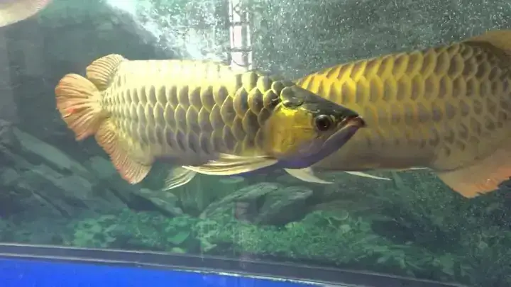 Cá Rồng Đánh Nhau