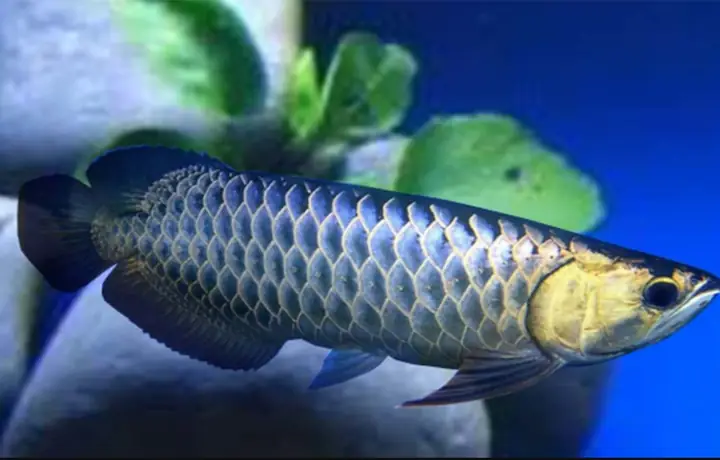 Cá Rồng Hắc Bối