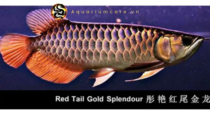 Cá Rồng Highback Splendour Trưởng Thành