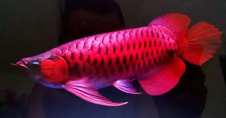 Cá Rồng Hoàng Lam