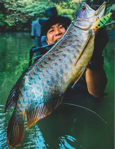 Cá Rồng Hoàng Lan