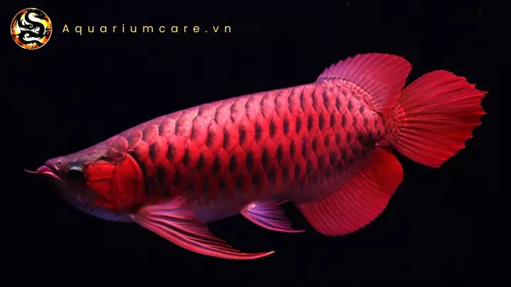Cá Rồng Huyết Đỏ