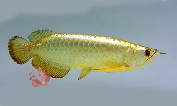 Cá Rồng Huyết Quá Bối
