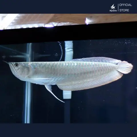 Cá Rồng Là Gì