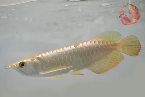 Cá Rồng Malaysia Gold Là Gì
